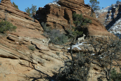 Bighorn Sheep on the Canyon Overlook Trail