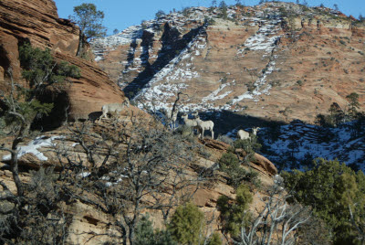 Bighorn Sheep on the Canyon Overlook Trail