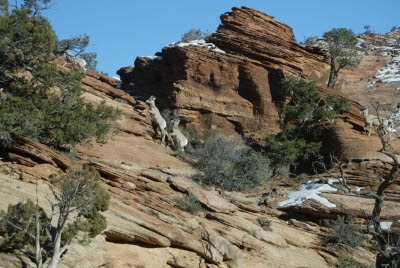 Bighorn Sheep on the Canyon Overlook Trail