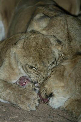 Night Lion Feed at Mt. Etjo