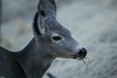 Mule Deer in Zion National Park