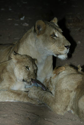 Night Lion Feed at Mt. Etjo