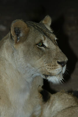 Night Lion Feed at Mt. Etjo