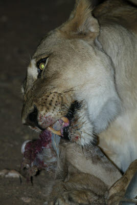 Night Lion Feed at Mt. Etjo