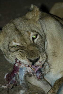 Night Lion Feed at Mt. Etjo