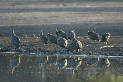 Guineafowl at Mt. Etjo watering hole