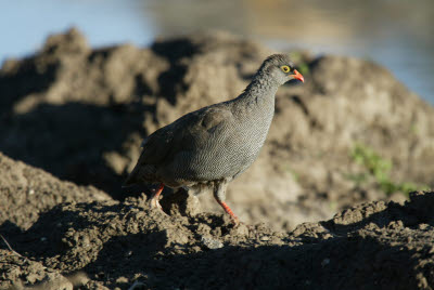 Francolin at Mt. Etjo wateringhole