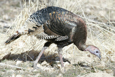 Wild Turkey in Zion