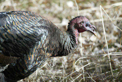 Wild Turkey in Zion