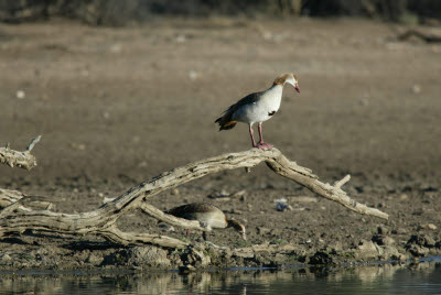 Duck at Mt. Etjo wateringhole