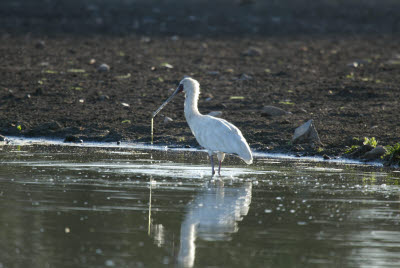 Spoonbill at Mt. Etjo wateringhole.