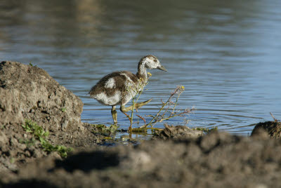 Duckling at Mt. Etjo wateringhole.