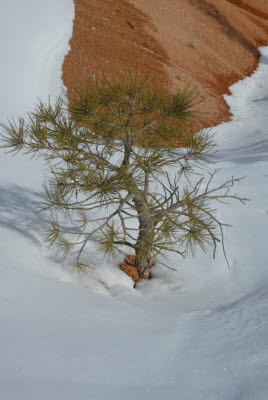 Bryce Canyon National Park