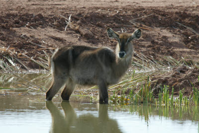 Waterbuck grazing in the water