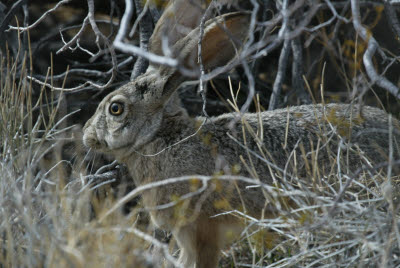 Jackrabbit Mojave Road