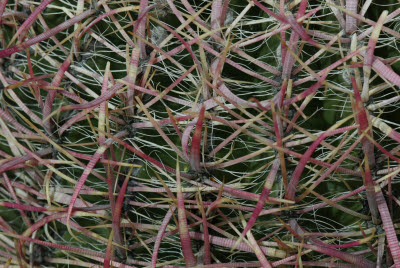 Detail of Barrel Cactus