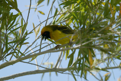 Southern Masked Weaver near Mt. Etjo main lodge