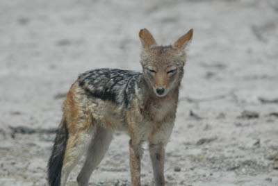 Jackal wandering Etosha