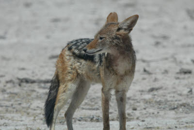 Jackal wandering Etosha