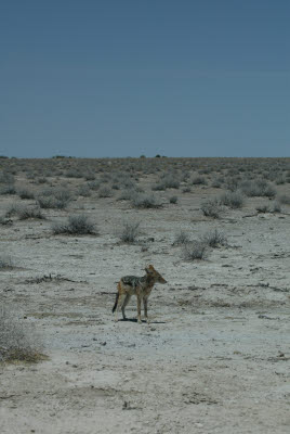 Jackal looking for a meal in the seamingly barren Etosha