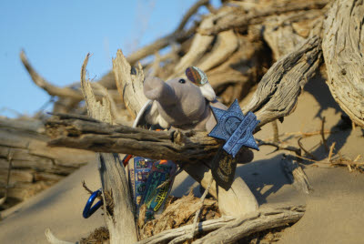 Anteater at the Stovepipe Wells Sand Dunes