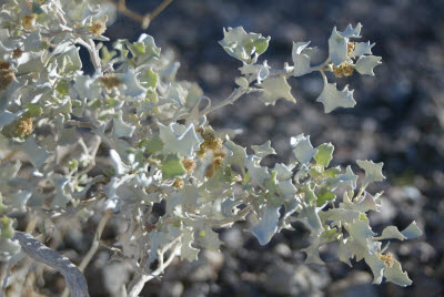 Desert Holly