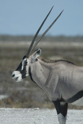 Gemsbock in Etosha