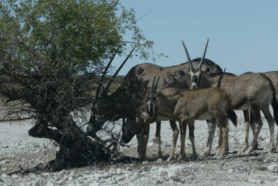 Gemsbok family seeking the shade of a scrubby bush