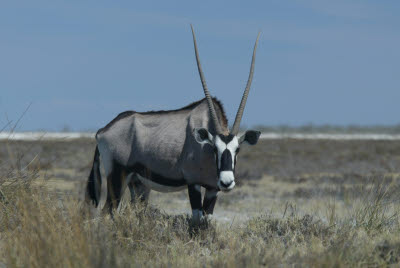 Gemsbock of Etosha