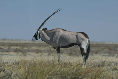 Gemsbok of Etosha