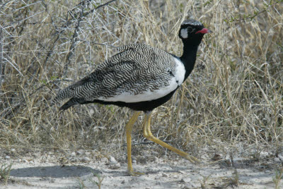 Unidentified bird wanders Etosha