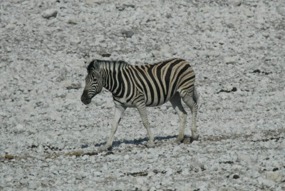 Zebra approaches the watering hole near Okuakuejo Lodge