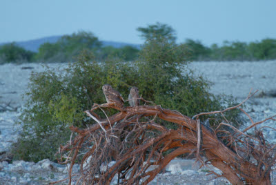 2 owls visit the wateringhole early in the morning