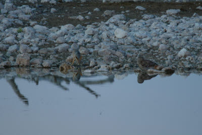 Jackal (left) and Owl (right) share real estate at the waterhole