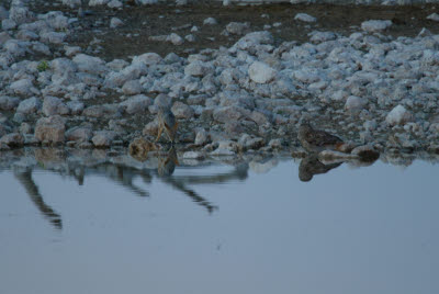 Jackal (left) and Owl (right) share real estate at the waterhole