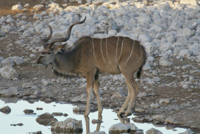 Kudu at the waterhole