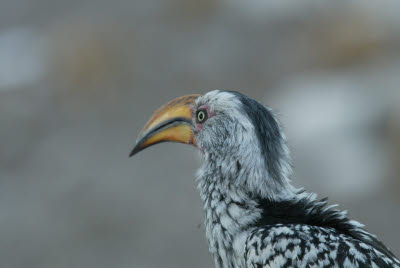 Hornbill in Okaukuejo