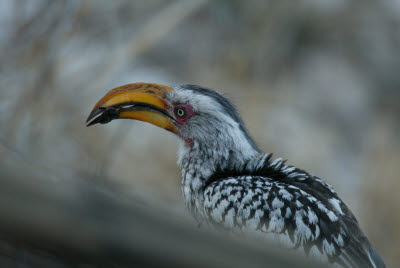 Hornbill snacks on a beetle