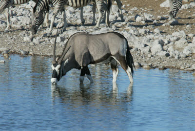 Gemsbok steps in for a drink