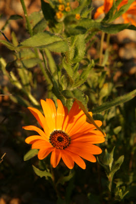 African Daisy on Piestewa Peak Hike