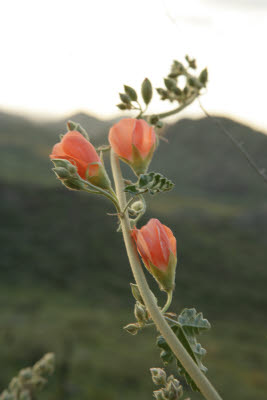 Desert Globemallow on Piestewa Peak Hike