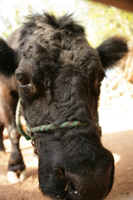 Cow at the Phoenix Zoo