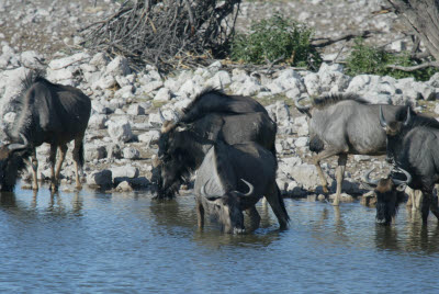 Wildebeest herd drinks