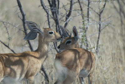 Steenbok graze in the bush