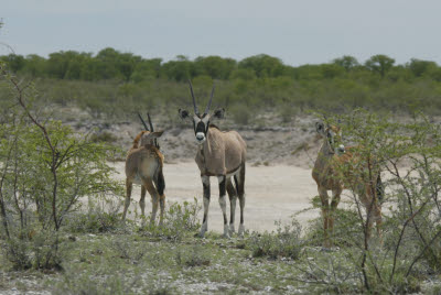 Young Gemsbok travel Etosha