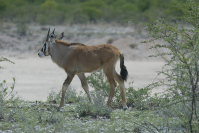 Young Gemsbok