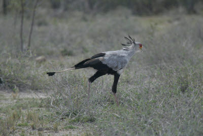 Secretary Bird roams Etosha