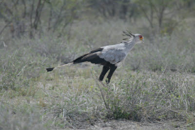 Secretary Bird in Etosha