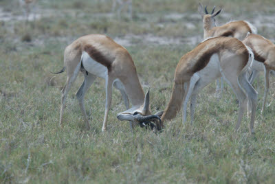 Springbok practice battle skills