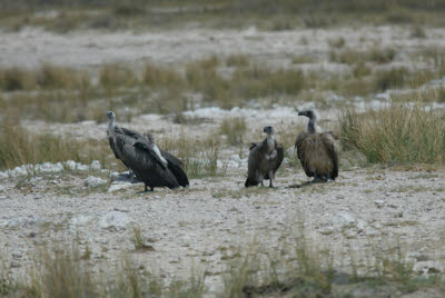 Vultures waiting for an opportunity
